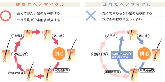 男性と女性の違いは？？